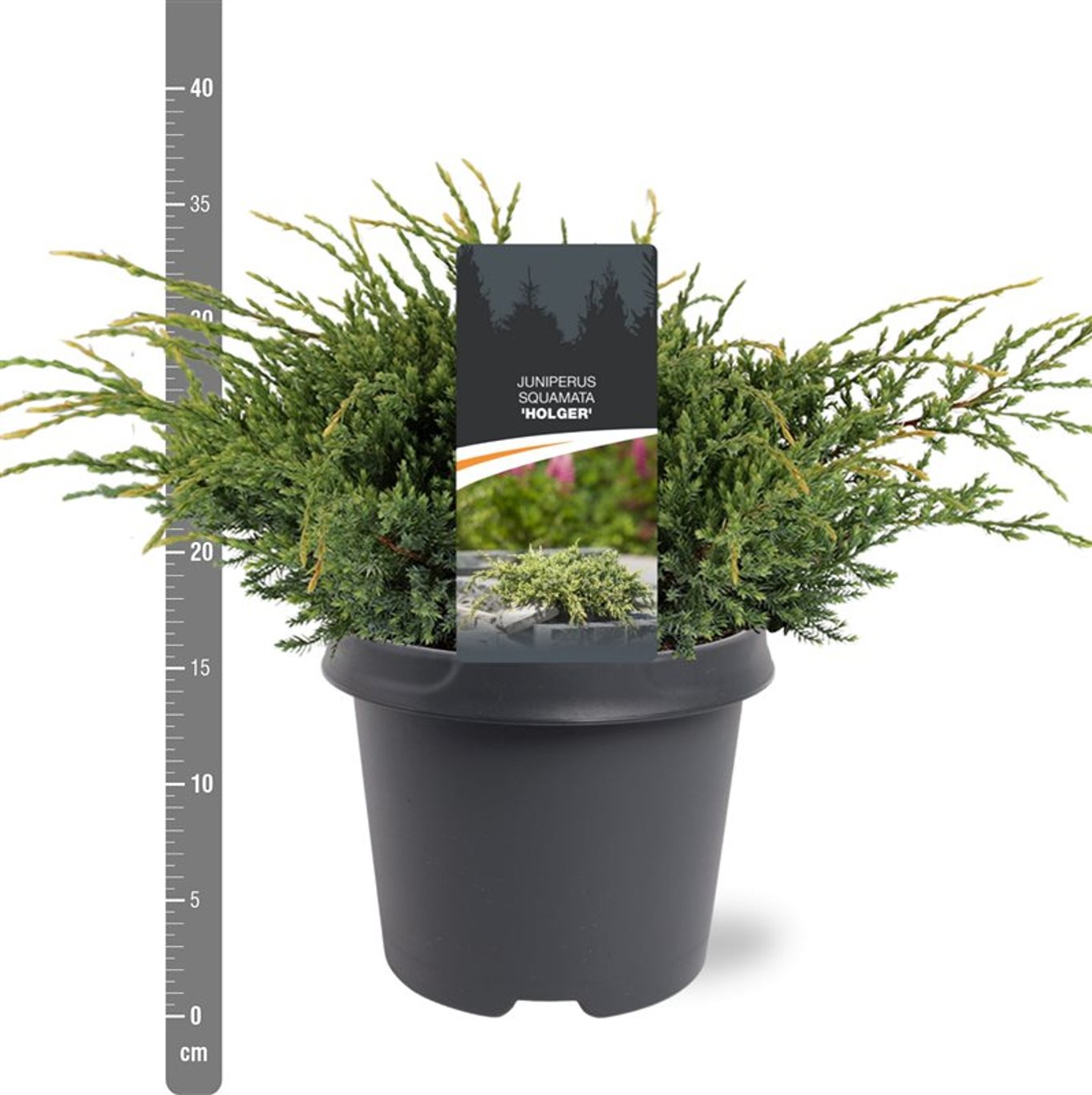 Juniperus squamata 'Holger' - C5 30-40 CM